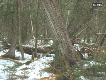 24 inch dbh northern white cedar
