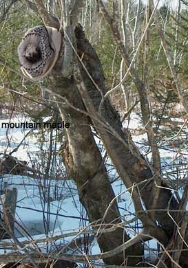 5 inch diameter mountain maple
