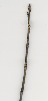 Black cherry twig
