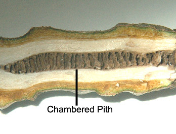 butternut chambered pith
