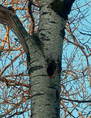 Woodpecker nesting cavity in an aspen with a dead top.
