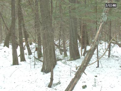 Northern white cedar stand
