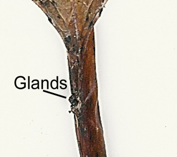 Black Cherry glands on leaf stem
