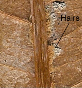 black cherry leaf hairs along mid-rib
