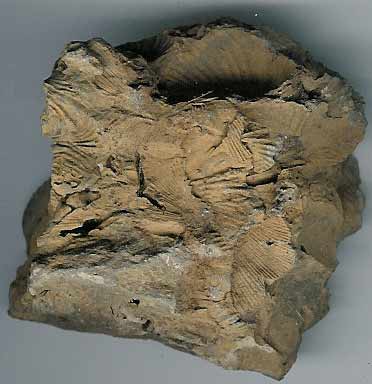 Fossilized limestone
Fossilized limestone collected from the River Don in northern New Brunswick.
Keywords: fossil