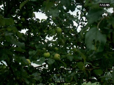 New Brunswicker variety apples
