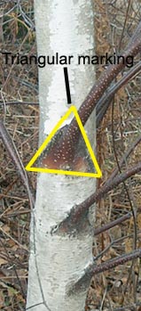 Gray birch bark and triangular marking at base of branch
