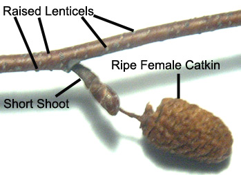 Gray birch female catkin
