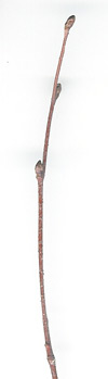 Gray birch twig
