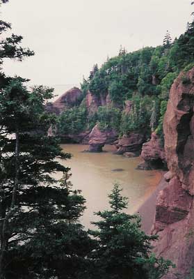 Hopewell Rock - Coastline
This is a view of the Hopewell Rock formations from above the cliffs, showing the rugged sandstone coastline. The site is located at the mouth of the Peticodiac River at Shepody Bay, near Moncton New Brunswick. Much of the trees regerating are red spruce which are tolerant of salt spray.
Keywords: Hopewell rock cliff shepody bay