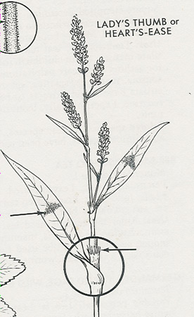 lady's thumb - alien plant
Member of buckwheat family
