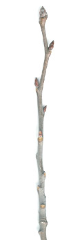 Large toothed aspen twig
