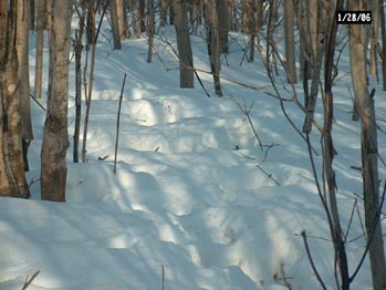 moose trail
