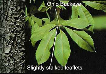 Ohio Buckeye
Leaves and bark of Ohia buckeye
Keywords: Ohio buckeye