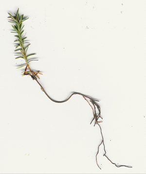 northern white cedar seedling, first two years
