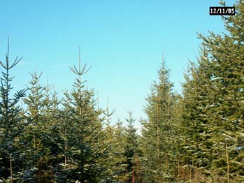 Plantation with balsam fir regen

