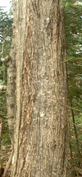 Red maple bark
