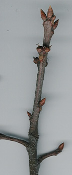 Red Oak twig
