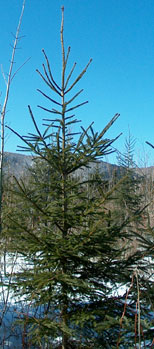 Red spruce sapling
Ten feet tall, 24 inch leader growth each year for 2 years.
