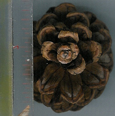 red pine cone
