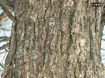 Sugar Maple tree bark
Sugar maple tree bark
Keywords: sugar maple bark