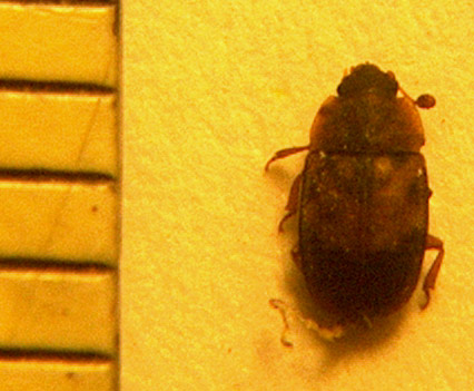 sap beetle, family nitidulidae
