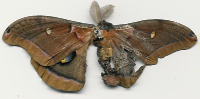 sphinx moth
