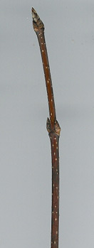 sugar maple twig
