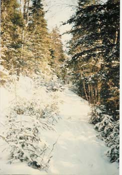 Trail along Cockrane Brook
