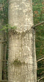 Trembling aspen bark
