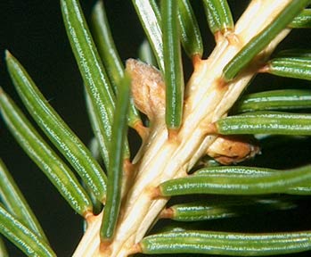 White Spruce stem, non pubescent
