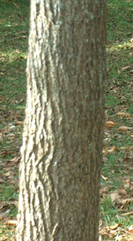 Young black walnut bark
