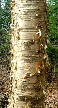 Yellow birch bark
