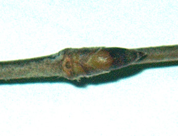 yellow birch bud

