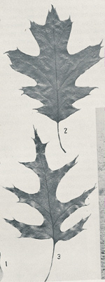 black oak leaves

