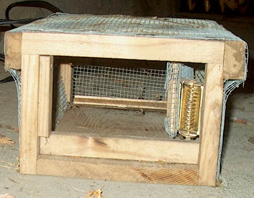 box trap for squirrels
