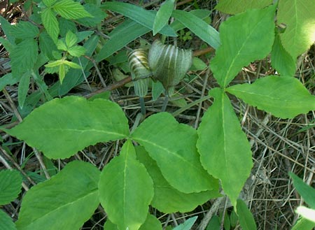 jack-in-the-pulpit
