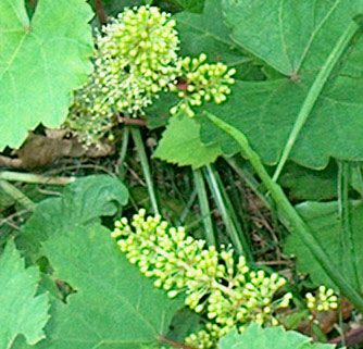 grapes in the garden
