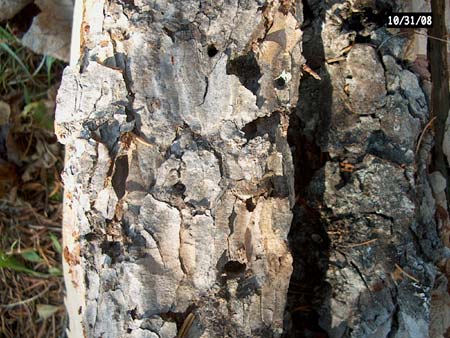 japanese larch bark
