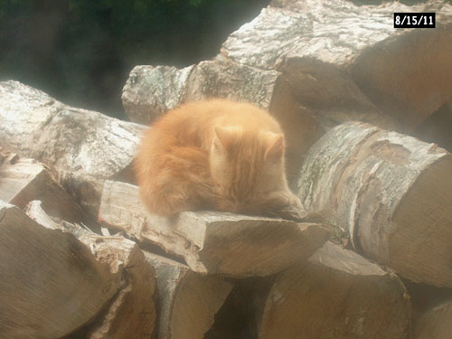 kitten on wood pile
