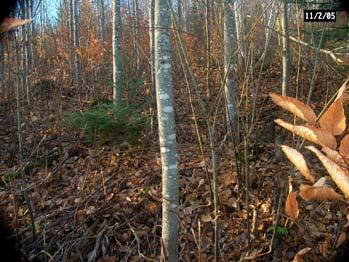 Bole of young large toothed aspen, thinned in 2000
