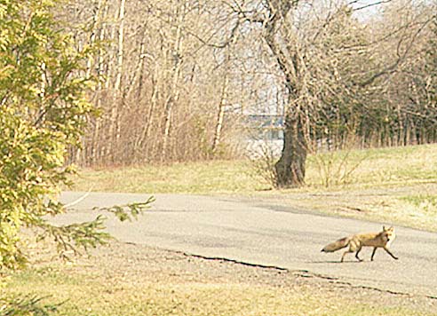 red fox in yard
