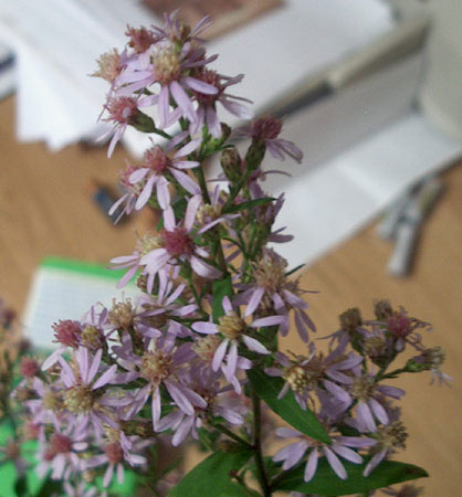 showy aster
