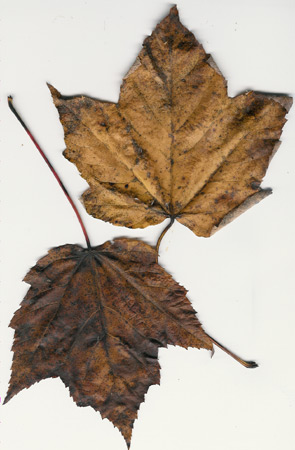 red maple leaf shape
