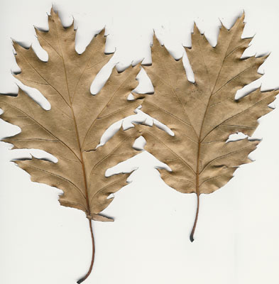 red oak leaves
