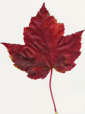 red maple leaf - september
