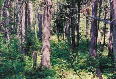 Red spruce on the Wapske/Stewart Plains
