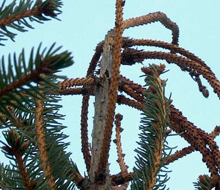 red spruce insect damage to leader, with entry point in centre of picture
