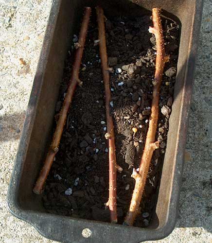 cultivated raspberry cane clippings to be rooted
