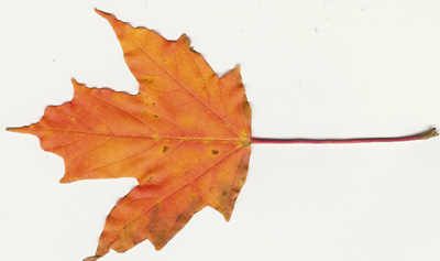 sugar maple leaf - september
